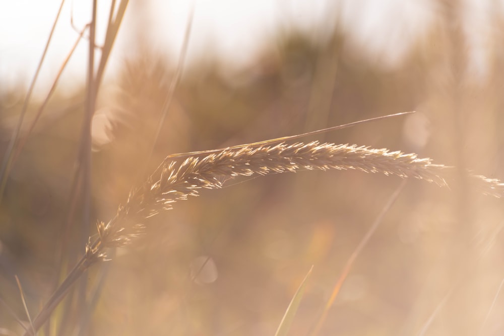 wheat plant