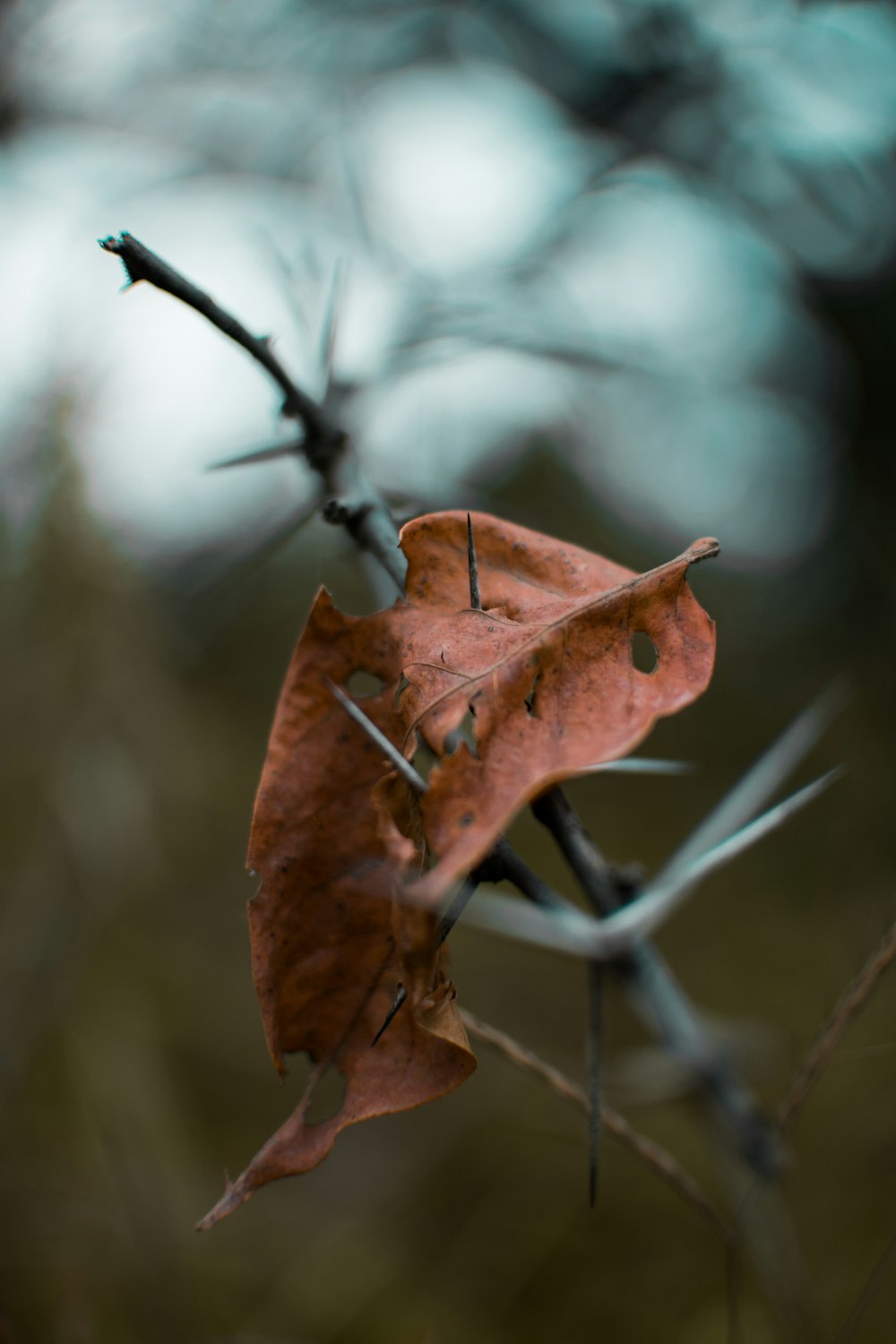 dry leaf