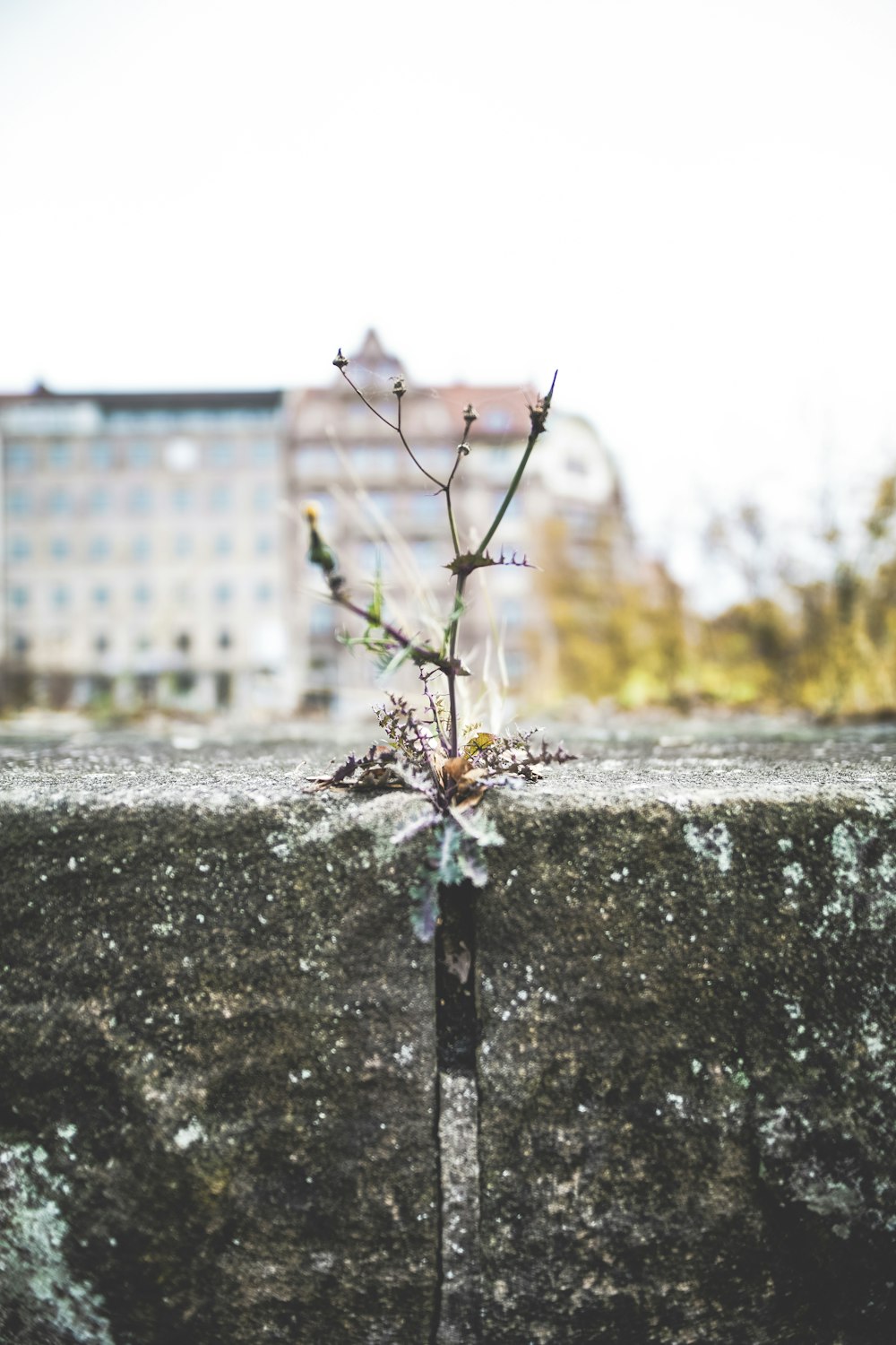 green-leafed plant