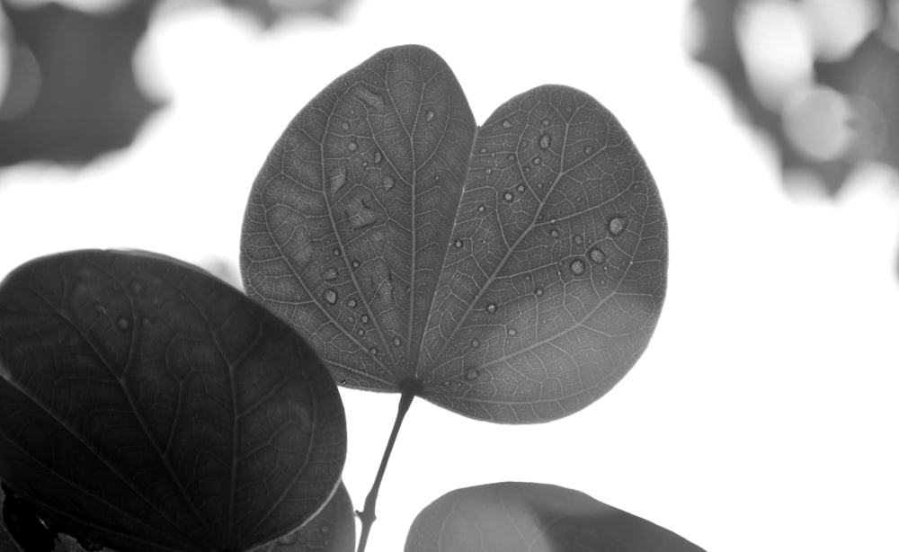 greyscale photo of grey leaf