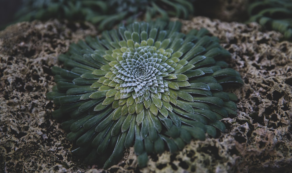 green and yellow flower decor