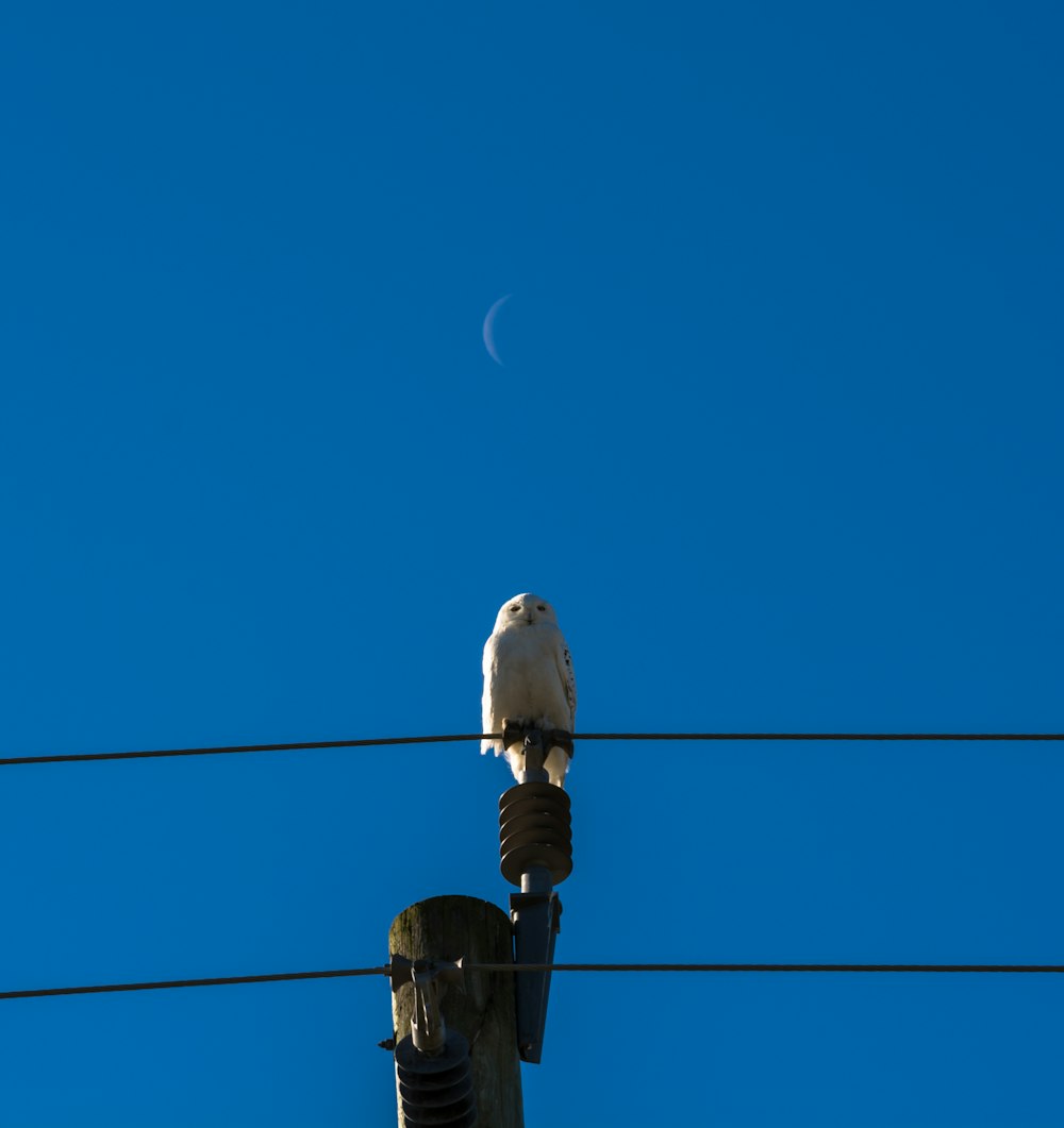 white owl perching on transmission line