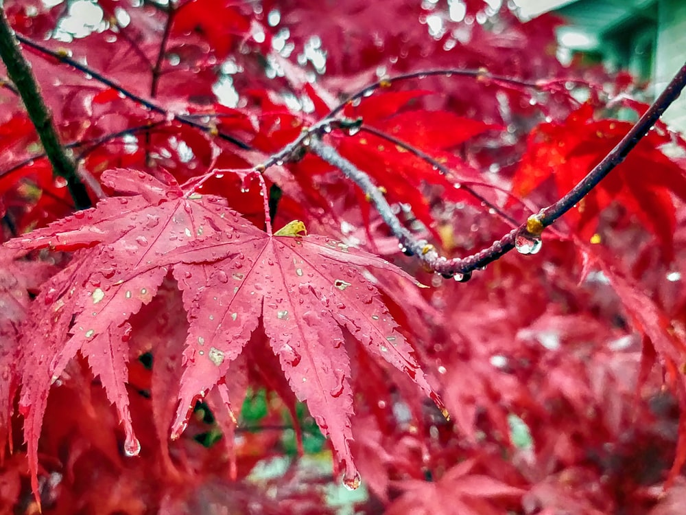 red-leafed tree