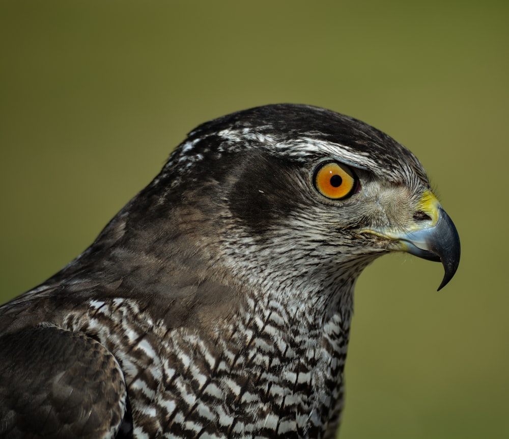 selective focus photography of falcon