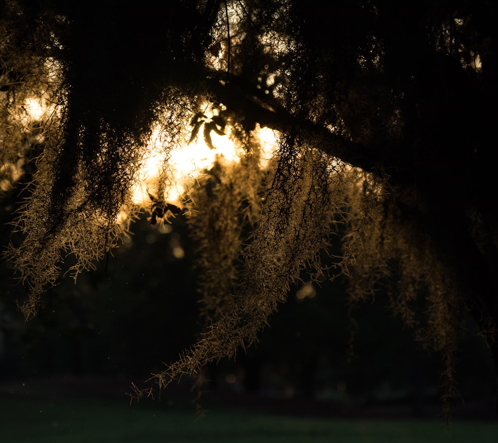 the sun is shining through the branches of a tree