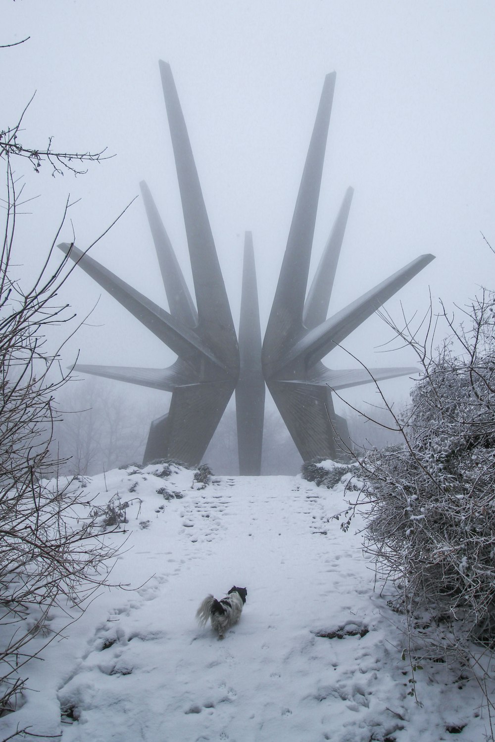 mittelbehaarter schwarz-weißer Hund, der auf dem Schneefeld spazieren geht