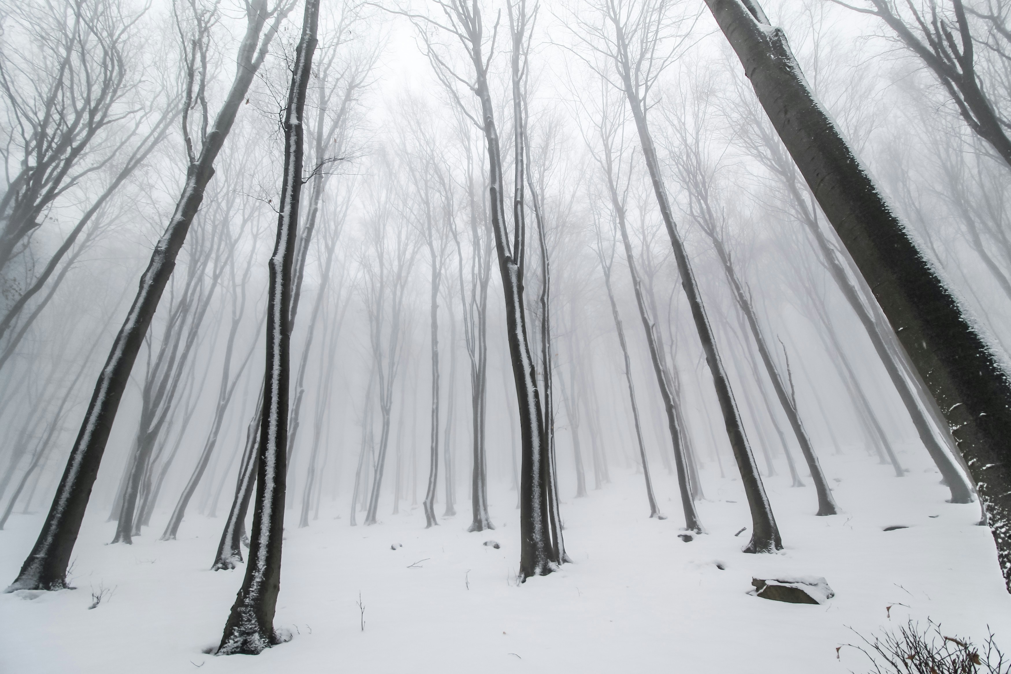 withered tree covered in snow, Frozen forest on Kosmaj mountain, Belgrade, Serbia.</p><p>More photos on my Instagram > https://www.instagram.com/valentinsalja