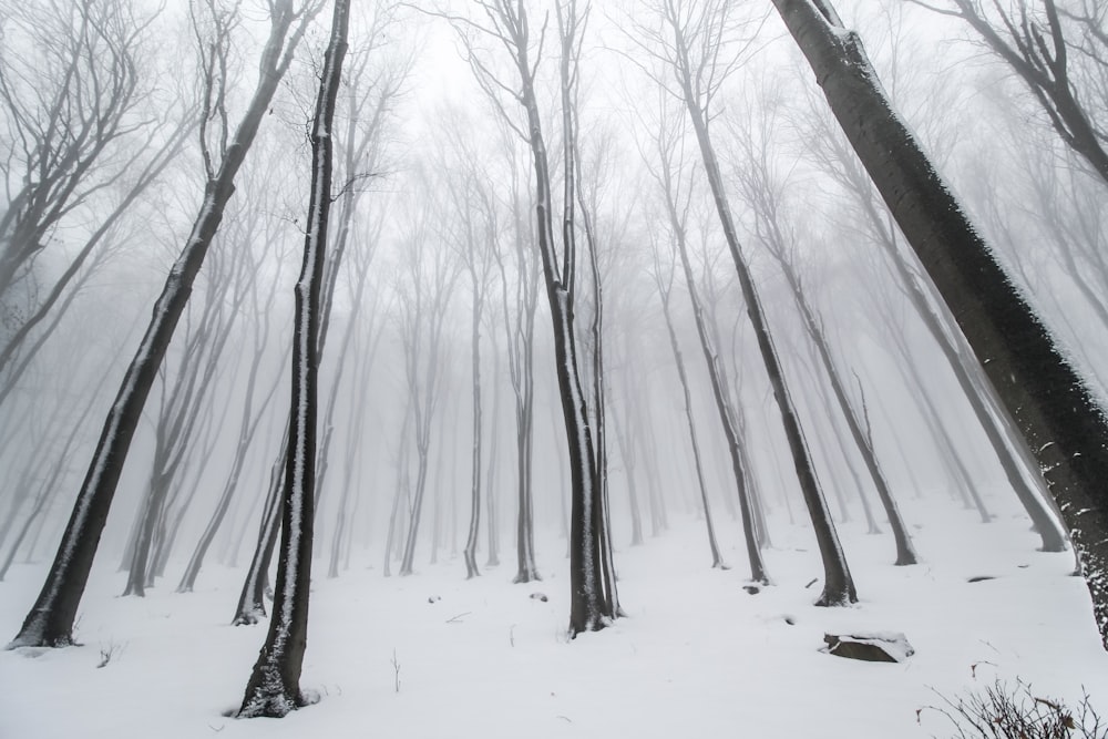 withered tree covered in snow