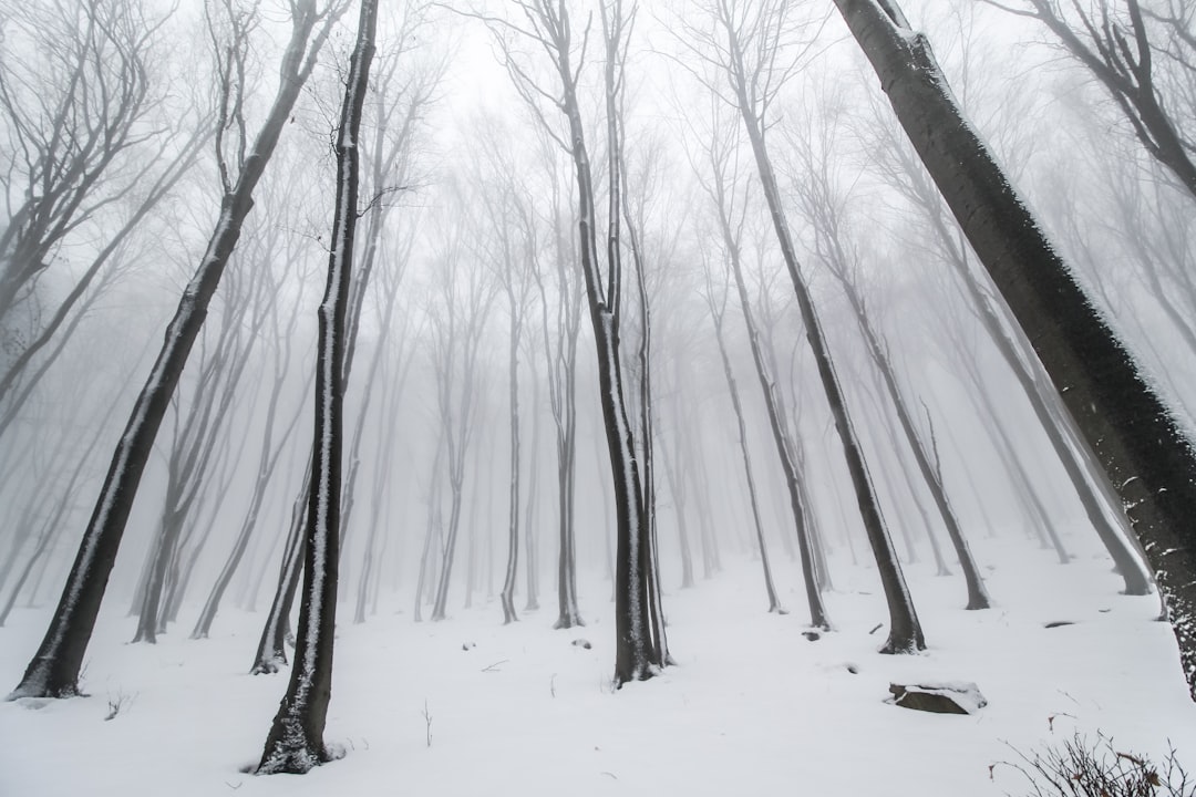 withered tree covered in snow, Frozen forest on Kosmaj mountain, Belgrade, Serbia.<p></figure>More photos on my Instagram > https://www.instagram.com/valentinsalja