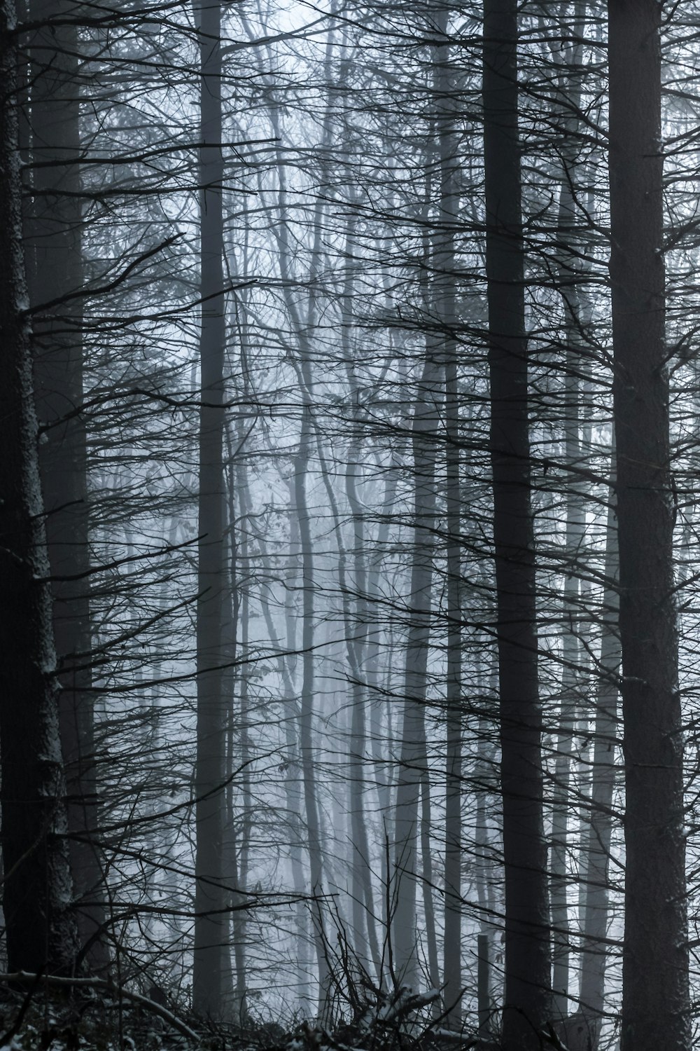 tree forest covered with fog