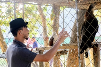 A man wearing a black hat and gray shirt stands next to a cage, interacting with two large birds. The cage is constructed from wire mesh, and the background features trees and natural light filtering through the leaves.