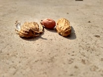 Peanut shells and a single peanut kernel are lying on a rough, textured surface. The image captures the shells in varying states of open and closed, with sunlight casting shadows on the ground.
