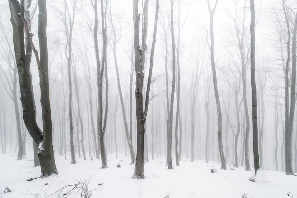 arbre desséché couvert de neige