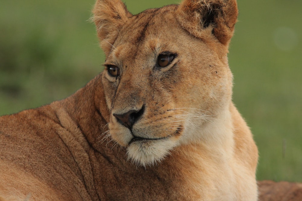 brown tiger