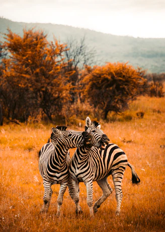 selective focus photography of zebras