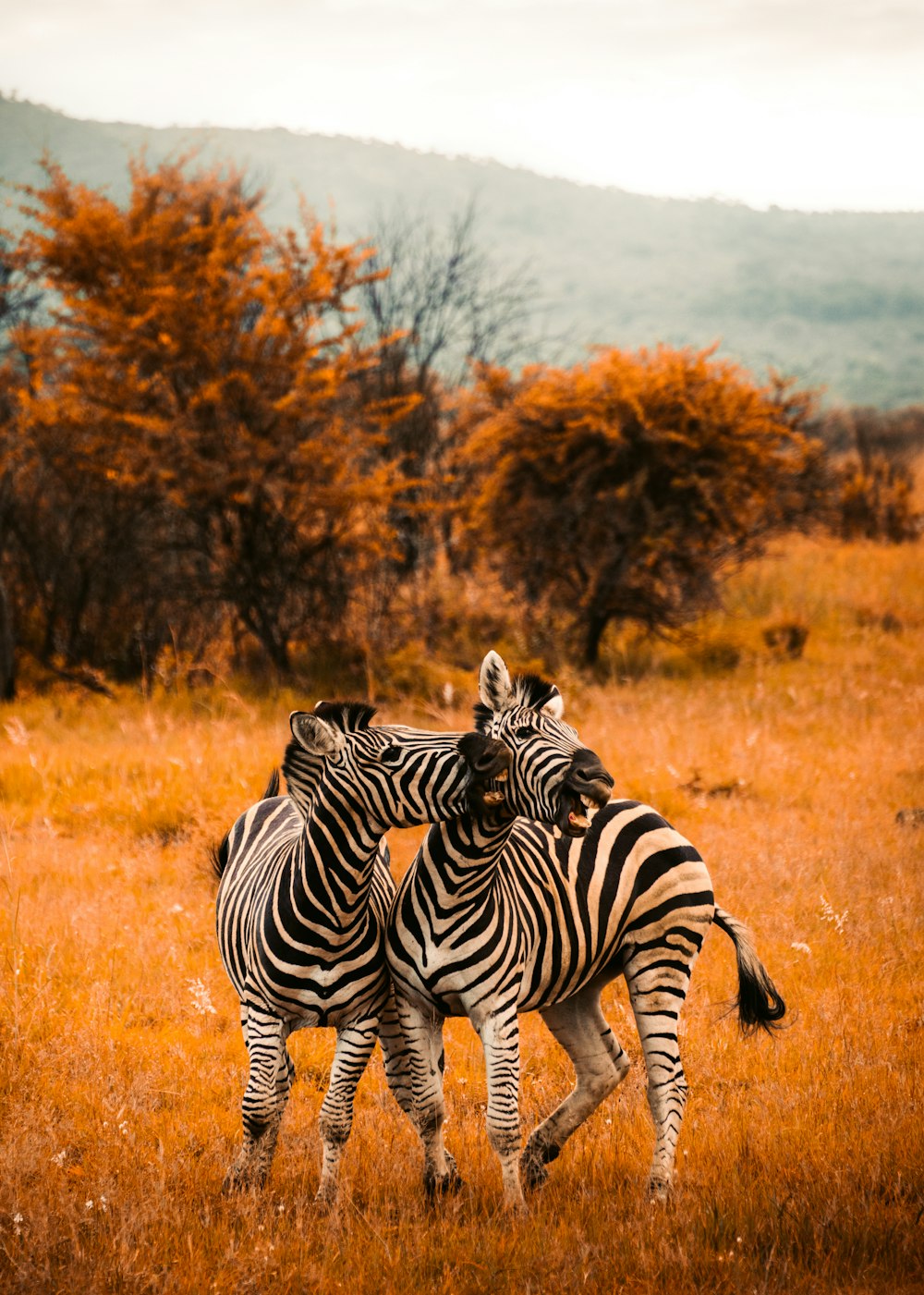 Selektive Fokusfotografie von Zebras