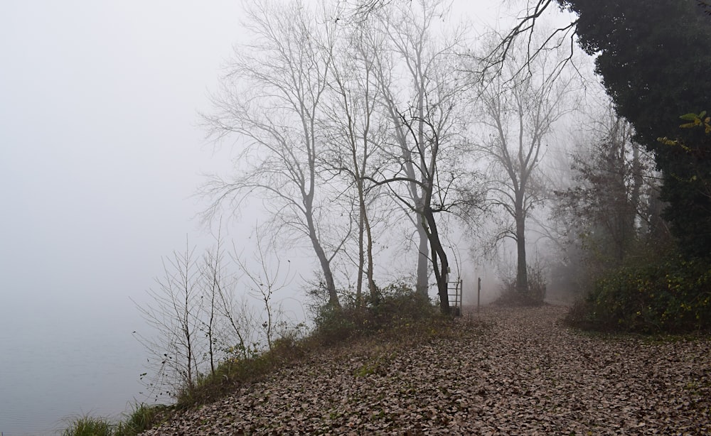 withered trees covered with fogs