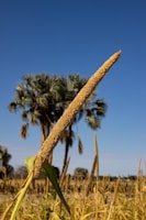 A close-up view of a millet plant standing tall with its elongated seed head against a clear blue sky. In the background, there are palm trees and more millet plants in a sunlit field.