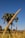 A close-up view of a millet plant standing tall with its elongated seed head against a clear blue sky. In the background, there are palm trees and more millet plants in a sunlit field.