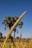 A close-up view of a millet plant standing tall with its elongated seed head against a clear blue sky. In the background, there are palm trees and more millet plants in a sunlit field.