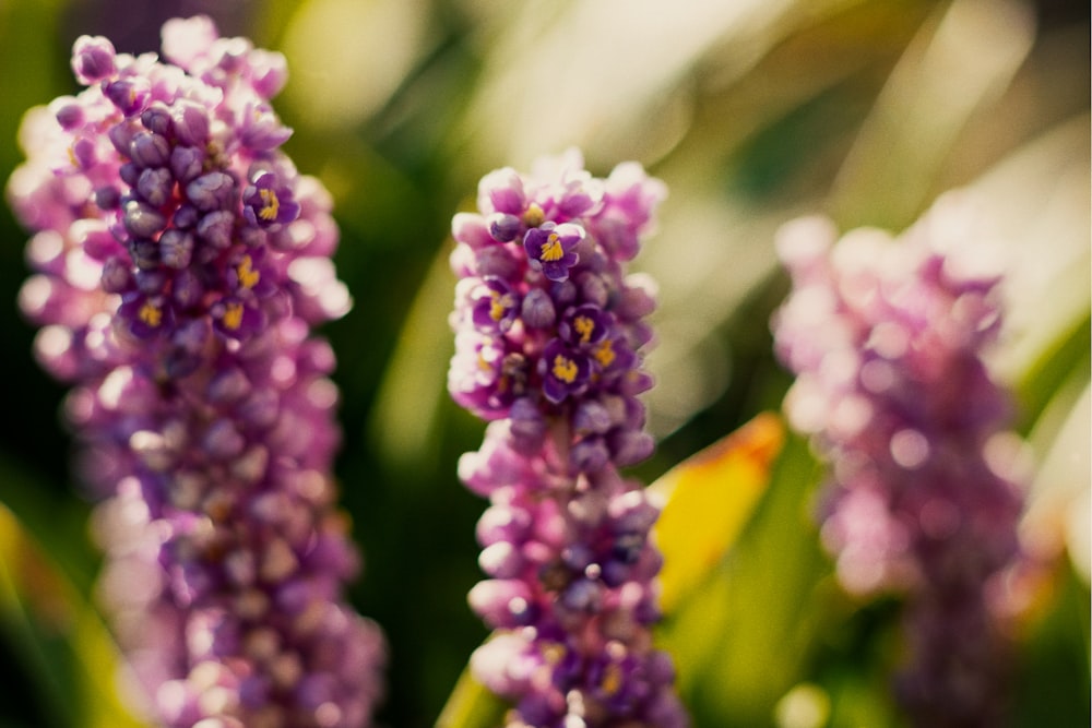 selective focus photography of pink flower