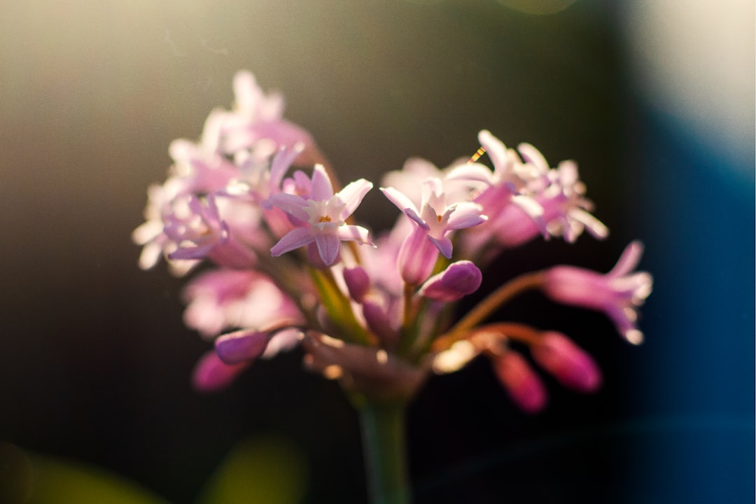 pink-petaled flowers in bloom