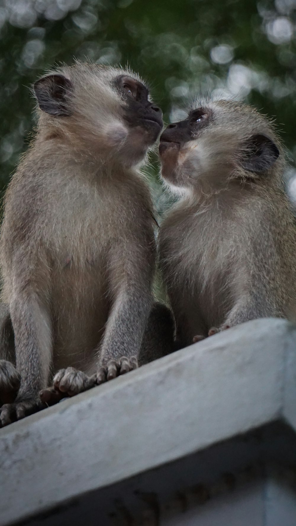 two white monkeys