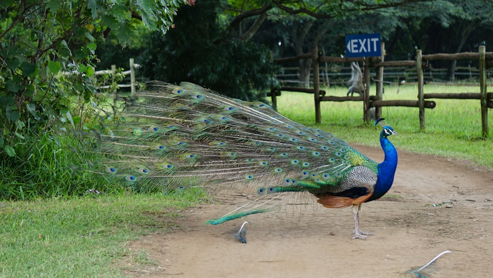 blue and green peacock on road