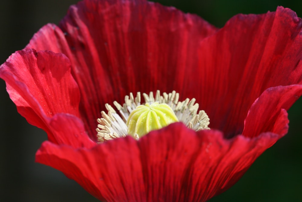 red-petaled flower