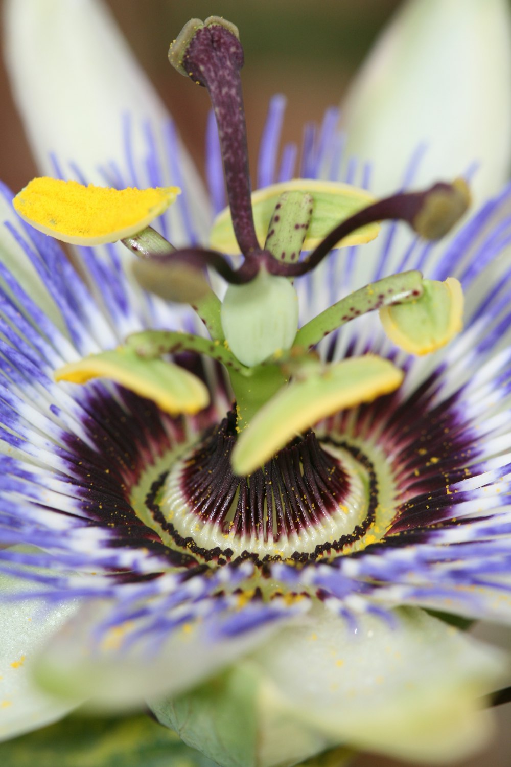 selective focus photo of thistle flower