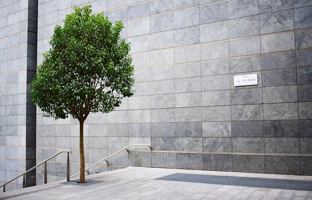 green-leafed tree near wall