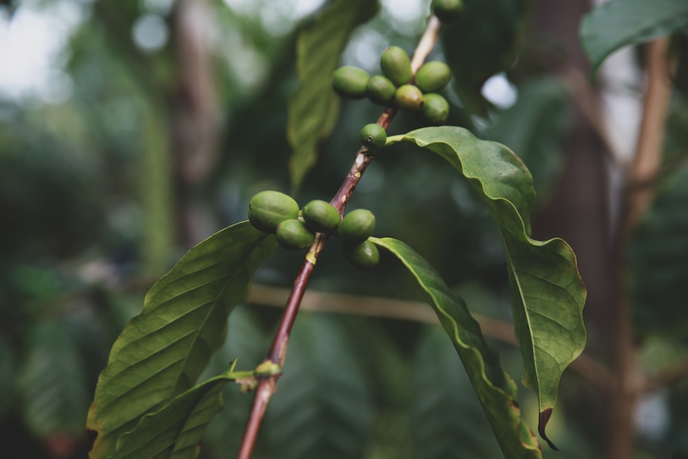 green leafed plant