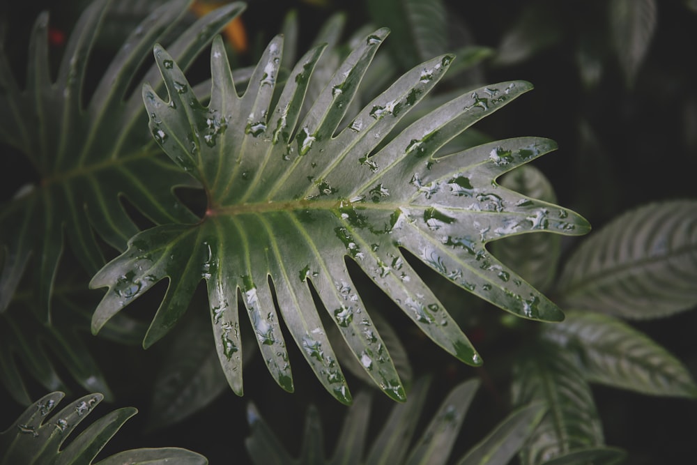 selective focus photography of dew drops on green plants