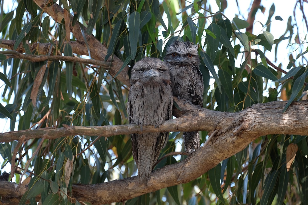 two brown owls perching on tree