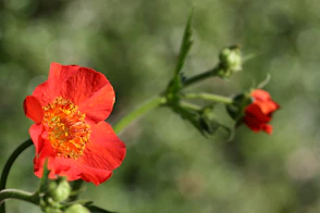 red-petaled flower
