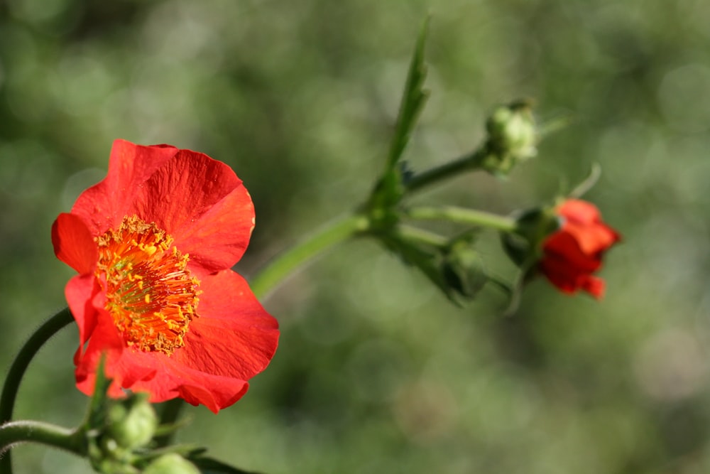 red-petaled flower