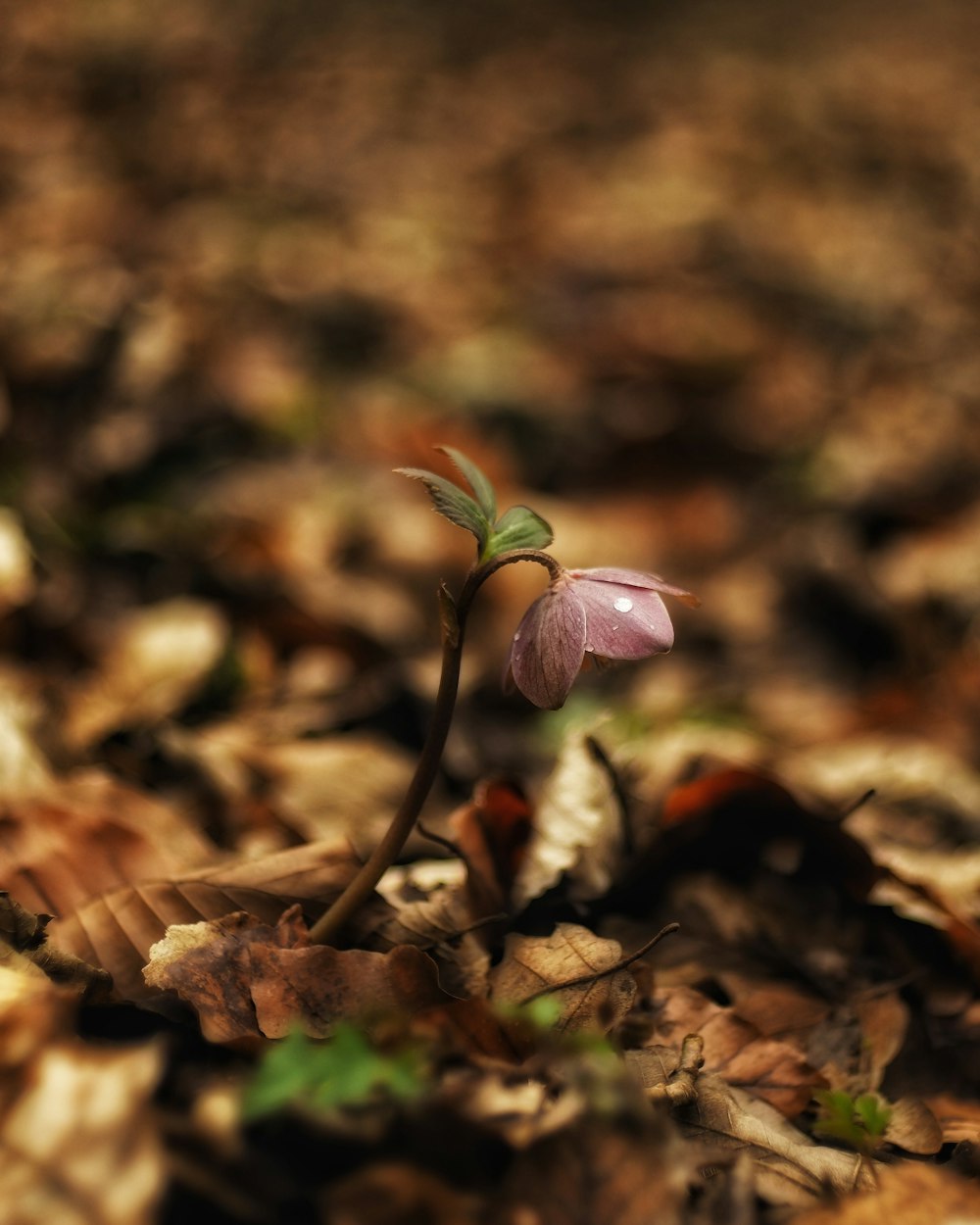 green plant