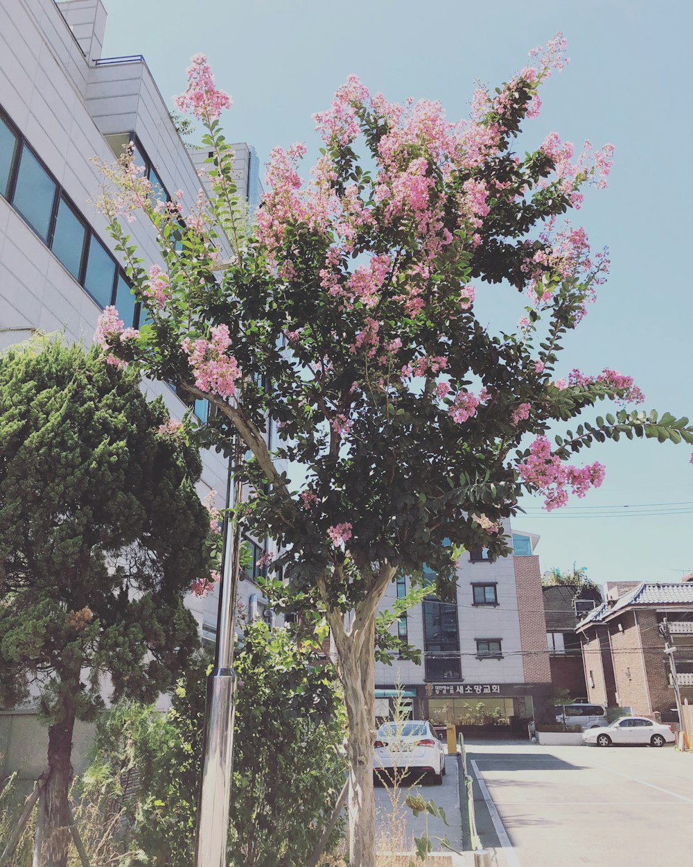 cherry blossom tree near buildigns