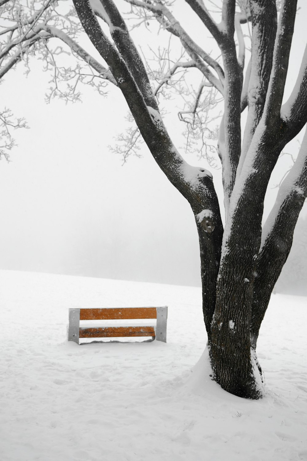 brown bench near trees