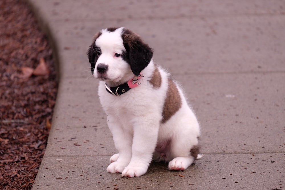 brown and white puppy sitting on floor