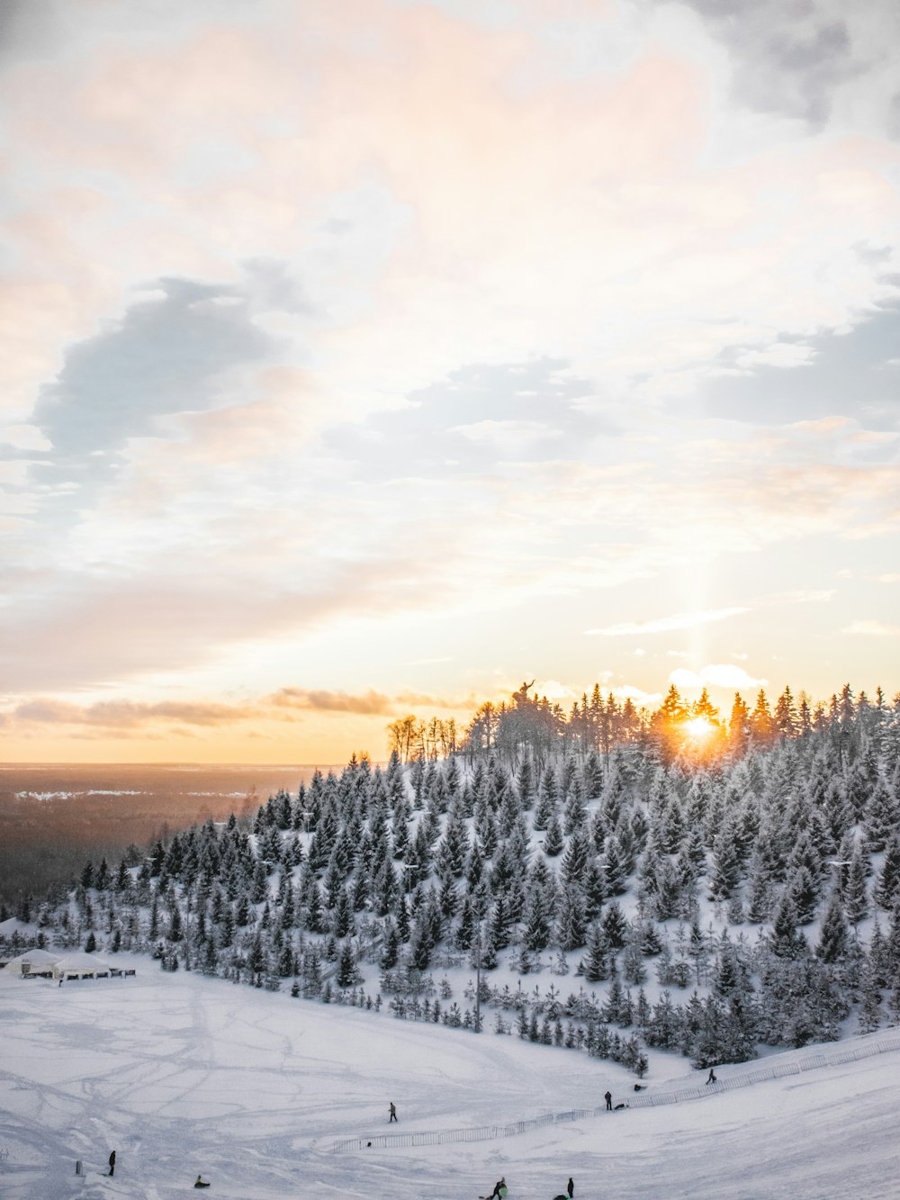 aerial photography of trees covered with snow