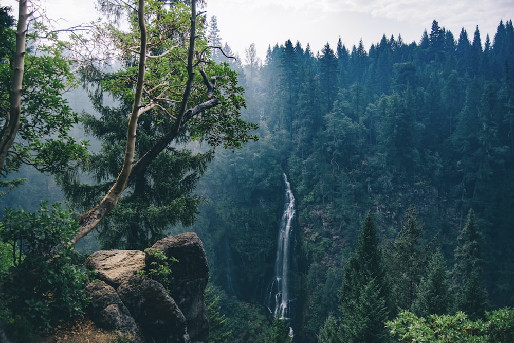Fotografia de natureza de cachoeiras na floresta durante o dia