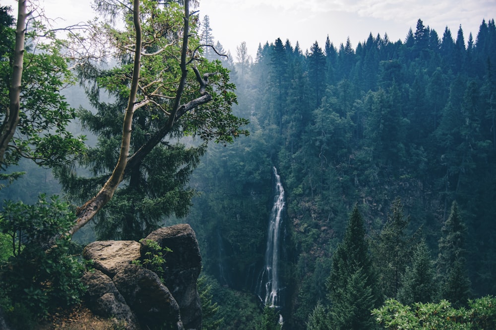 nature photography of waterfalls in forest during daytime