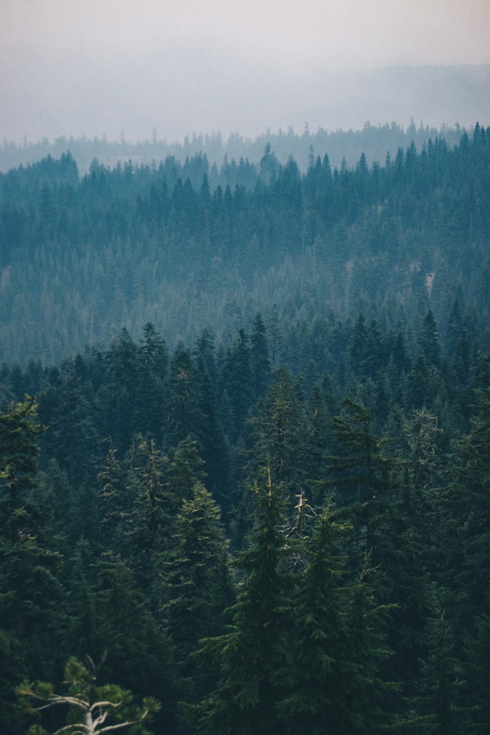 green trees during foggy weather