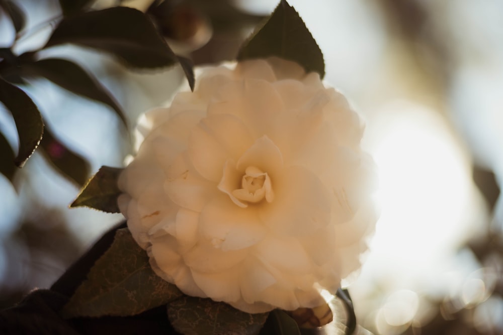 selective focus photography of white cluster flower