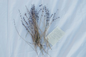 Lavender Bliss
