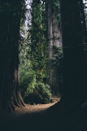 A dense forest path winding through tall ancient trees.