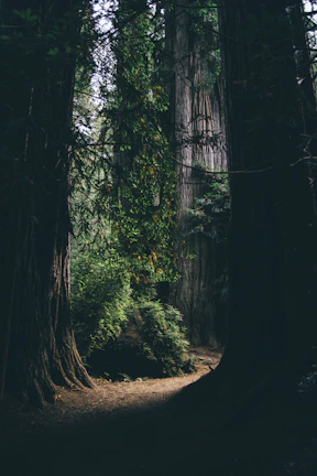 Hidden forest path framed by towering ancient trees and dappled sunlight.