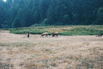 A serene landscape featuring several elk grazing in an open field surrounded by dense, lush green forest. The field appears dry and the background is filled with tall trees extending to the horizon, creating a tranquil and natural setting.