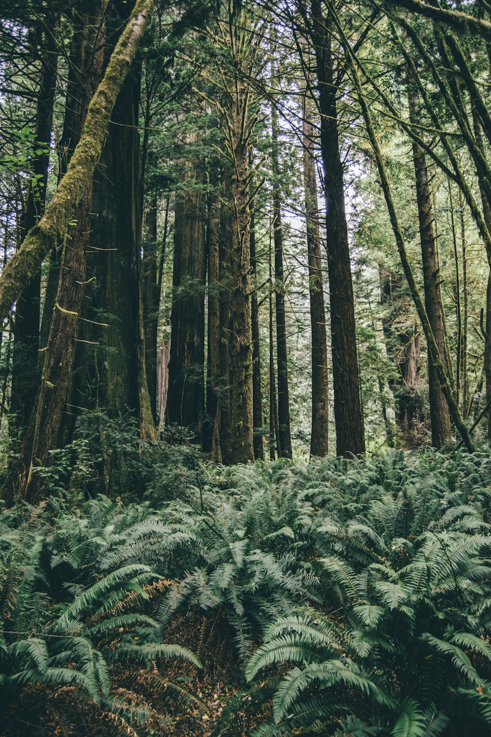 low-angle photography of Boston fern plants under tall trees